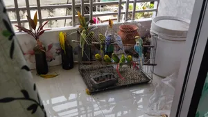 Budgerigar Birds for Sale
