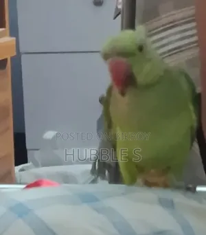 Talking Parrot, Can Speak.
