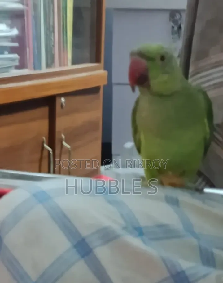 Talking Parrot, Can Speak.