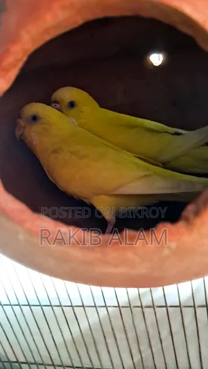 Budgerigar Lutino Red Eye Breeding Pair