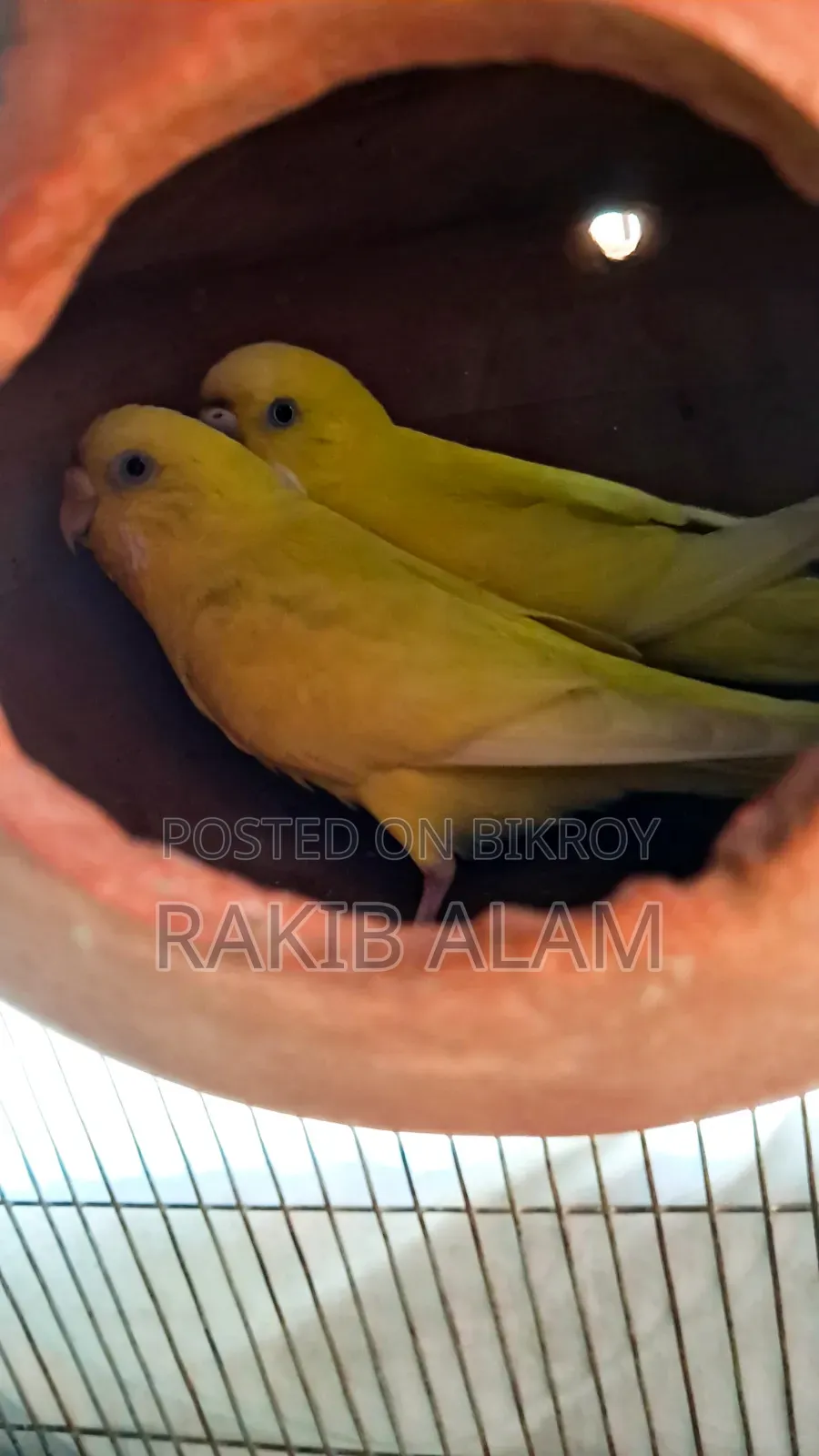 Budgerigar Lutino Red Eye Breeding Pair