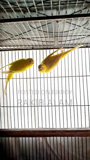 Budgerigar Lutino Red Eye Breeding Pair