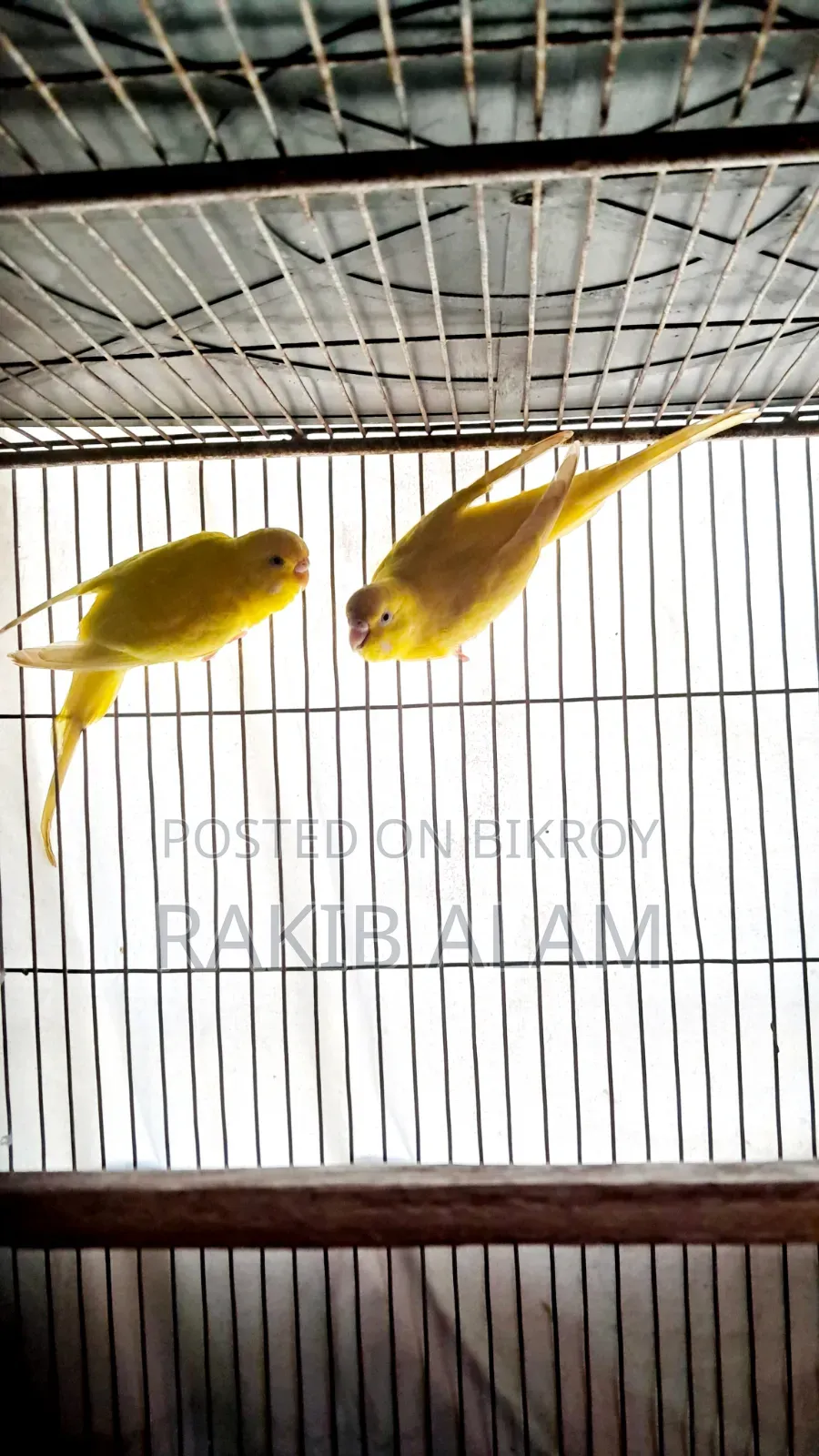 Budgerigar Lutino Red Eye Breeding Pair