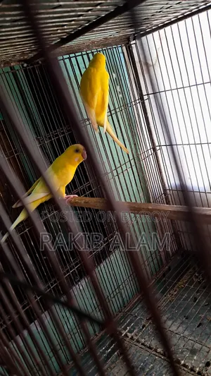 Budgerigar Lutino Red Eye Breeding Pair