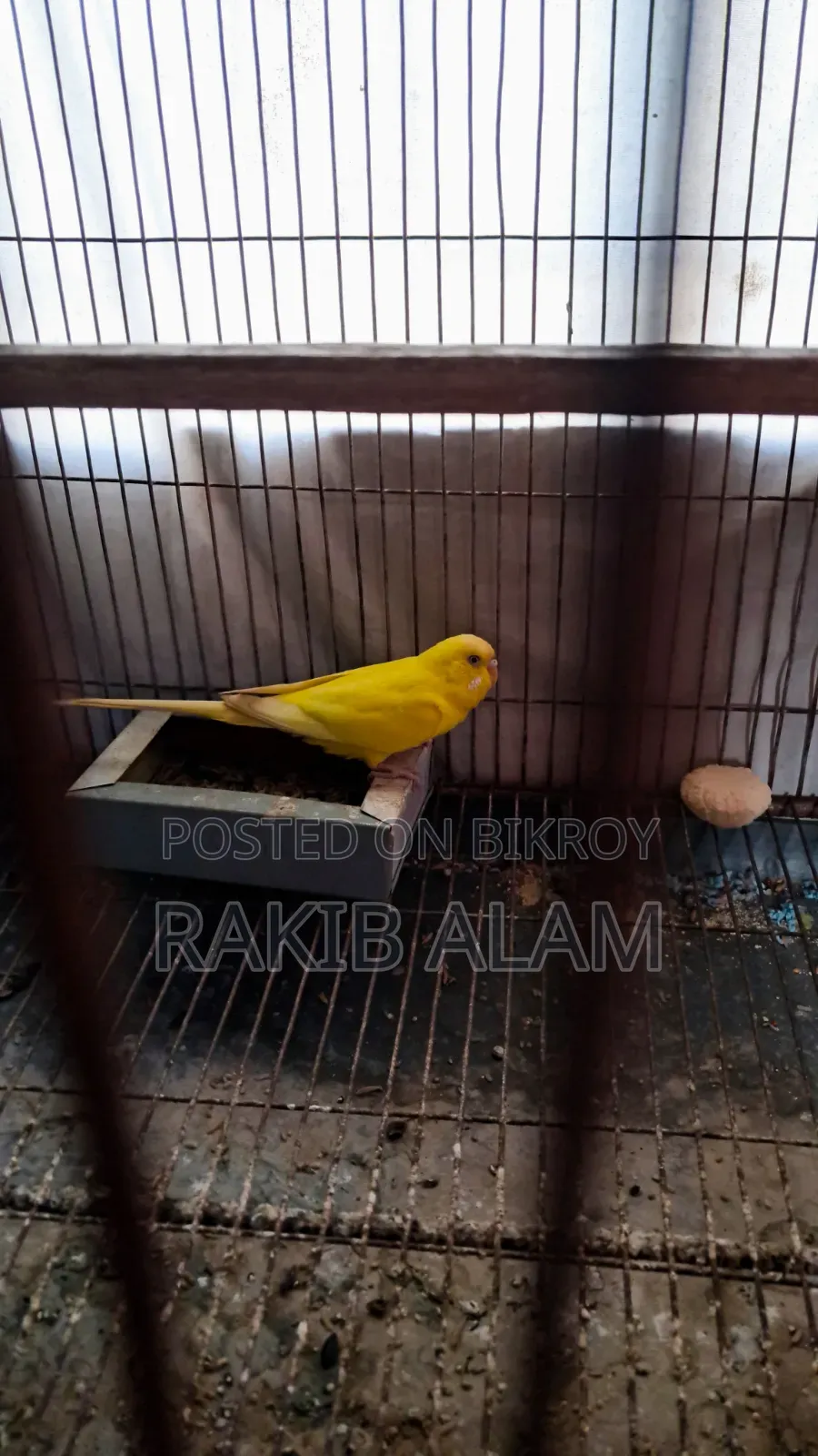 Budgerigar Lutino Red Eye Breeding Pair