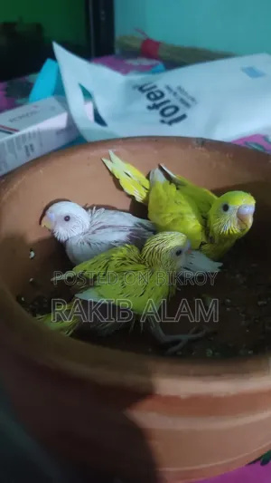 Budgerigar Lutino Red Eye Breeding Pair