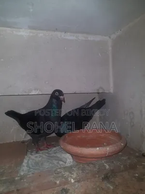 Running Master Pair Pigeon