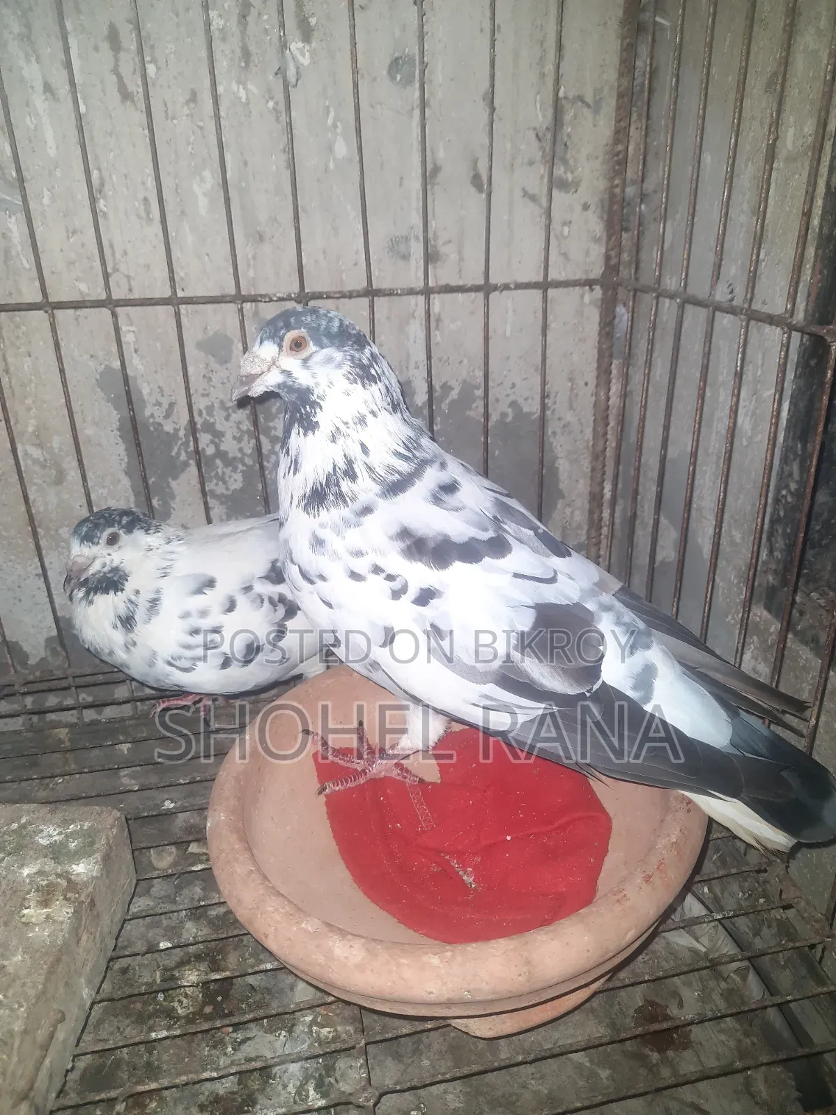Running Master Pair Pigeon