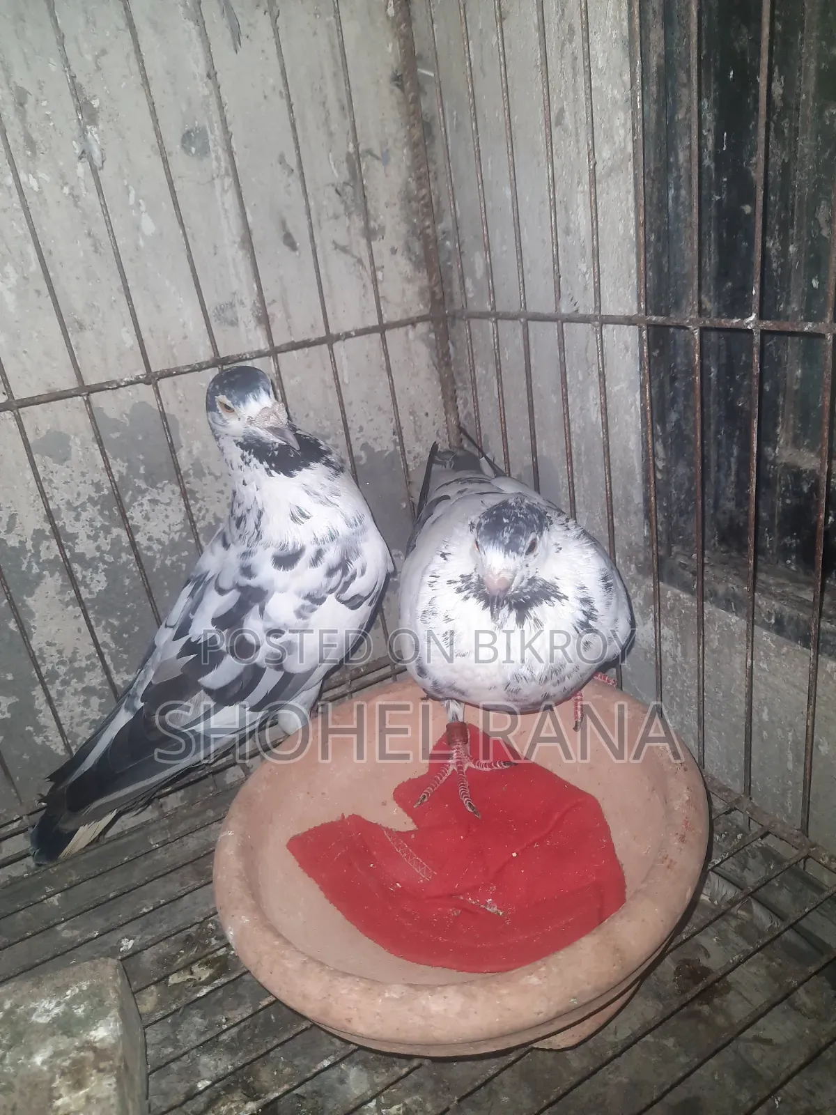Running Master Pair Pigeon