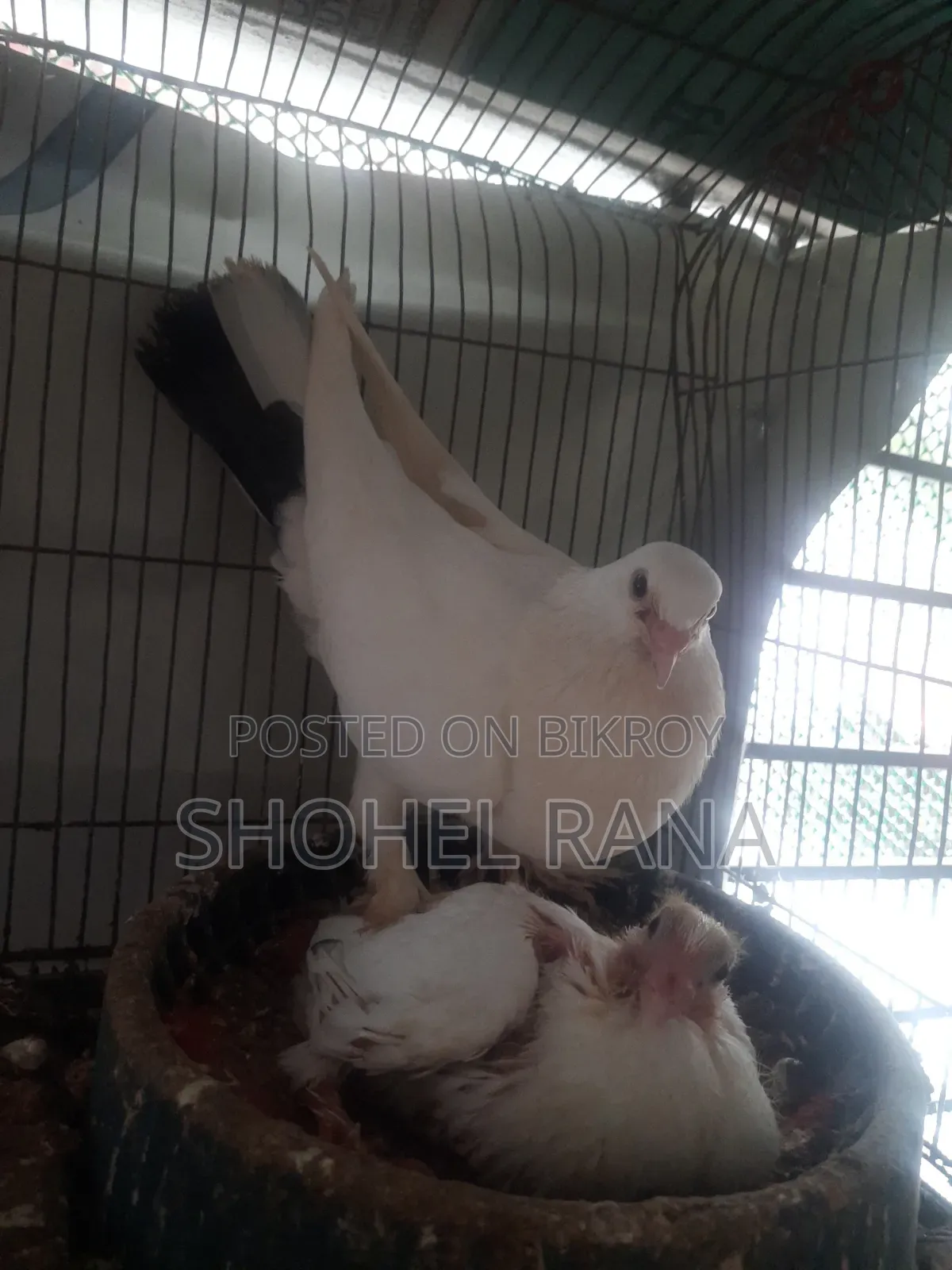 Running Master Pair Pigeon