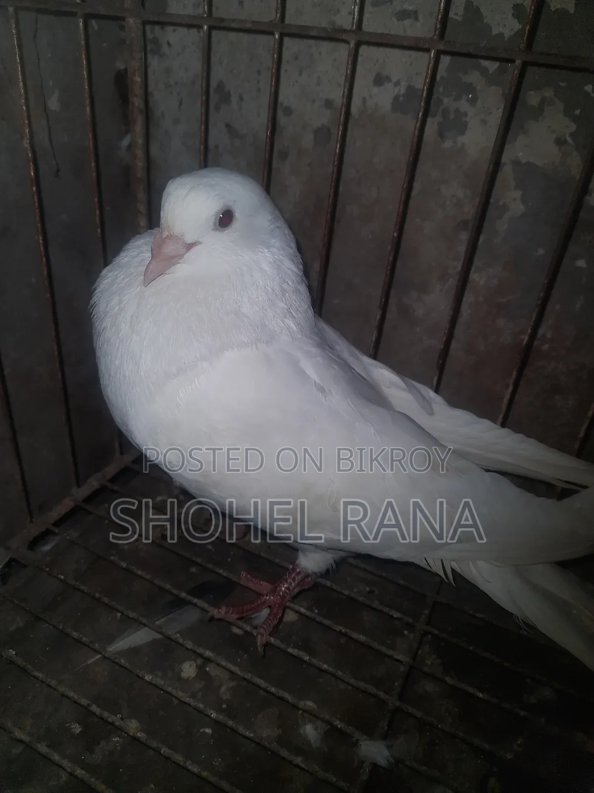 Running Master Pair Pigeon
