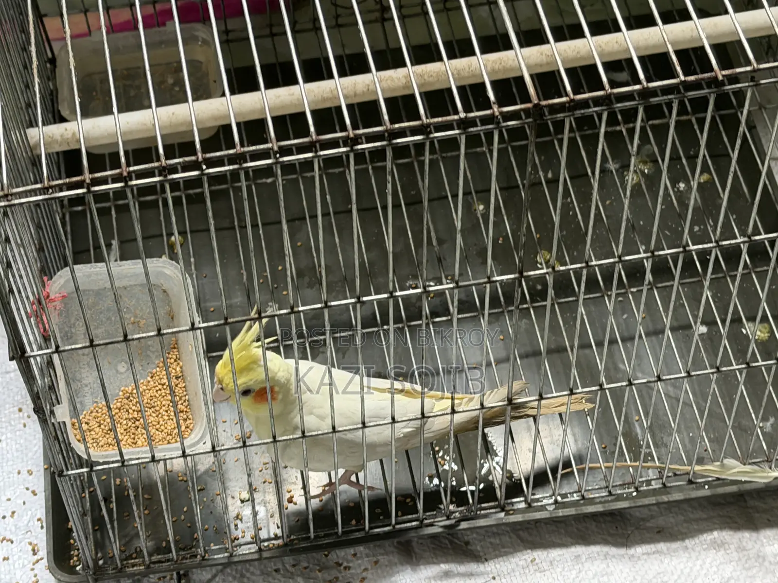 Cockatiel Bird Sale