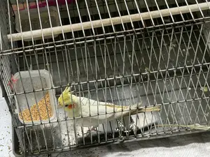 Cockatiel Bird Sale