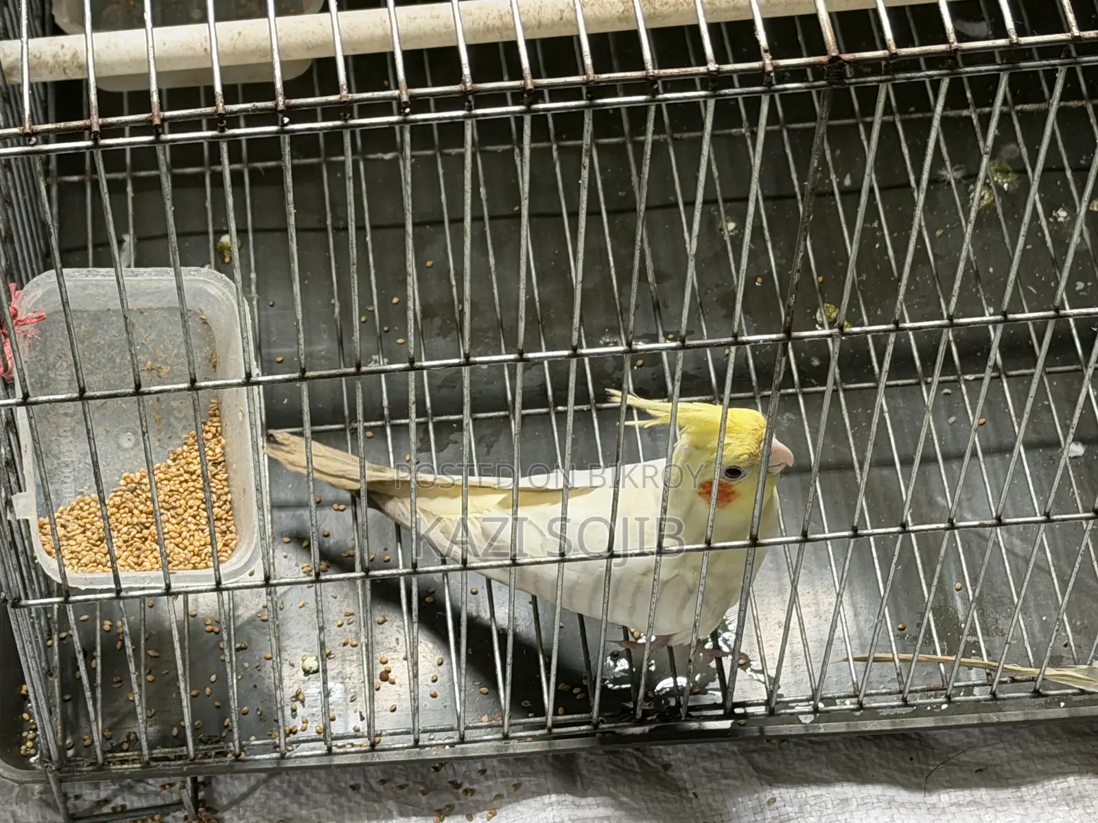 Cockatiel Bird Sale
