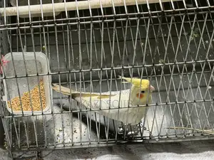 Cockatiel Bird Sale