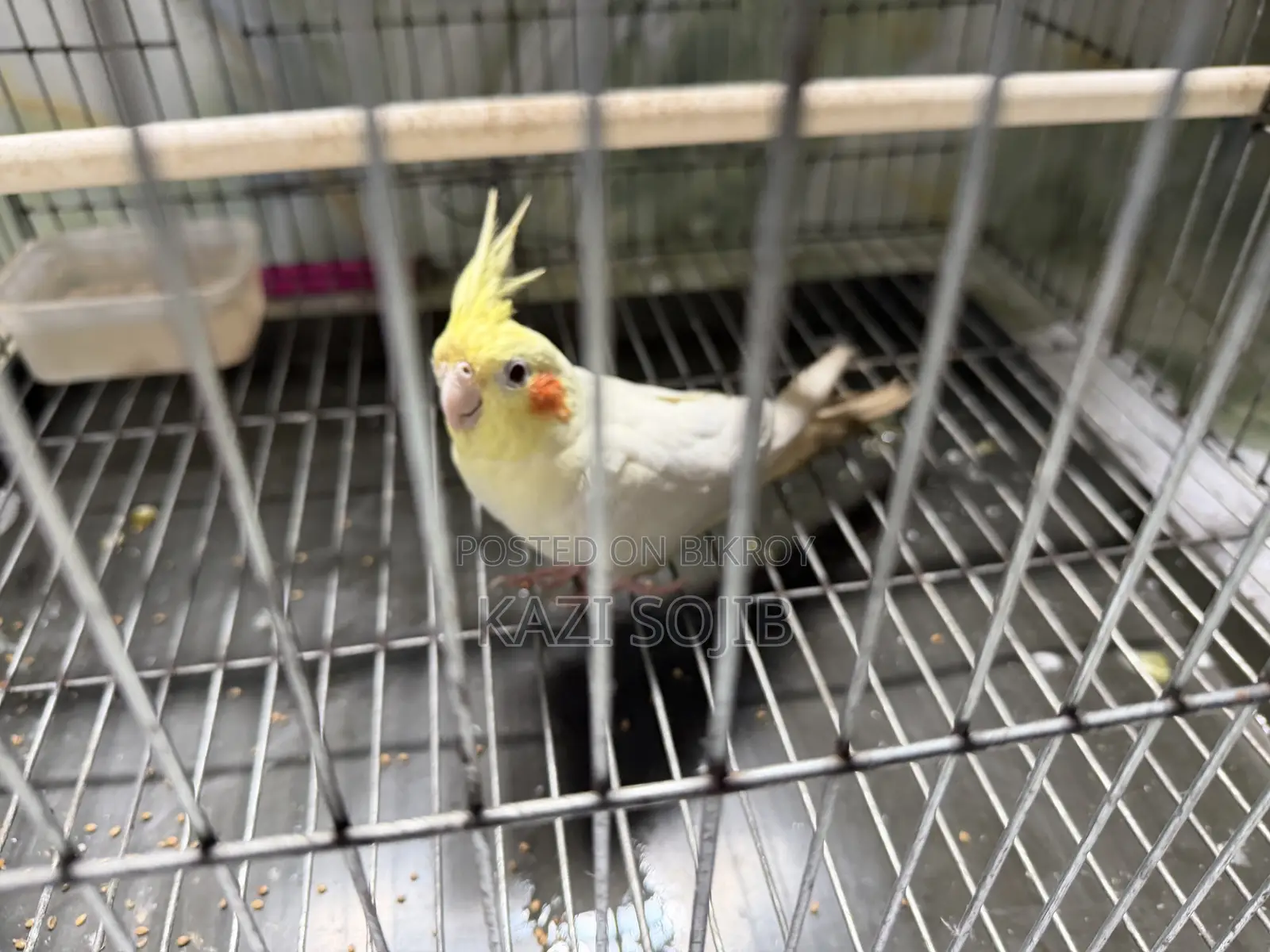 Cockatiel Bird Sale