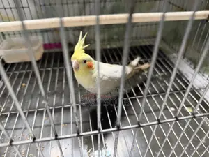 Cockatiel Bird Sale