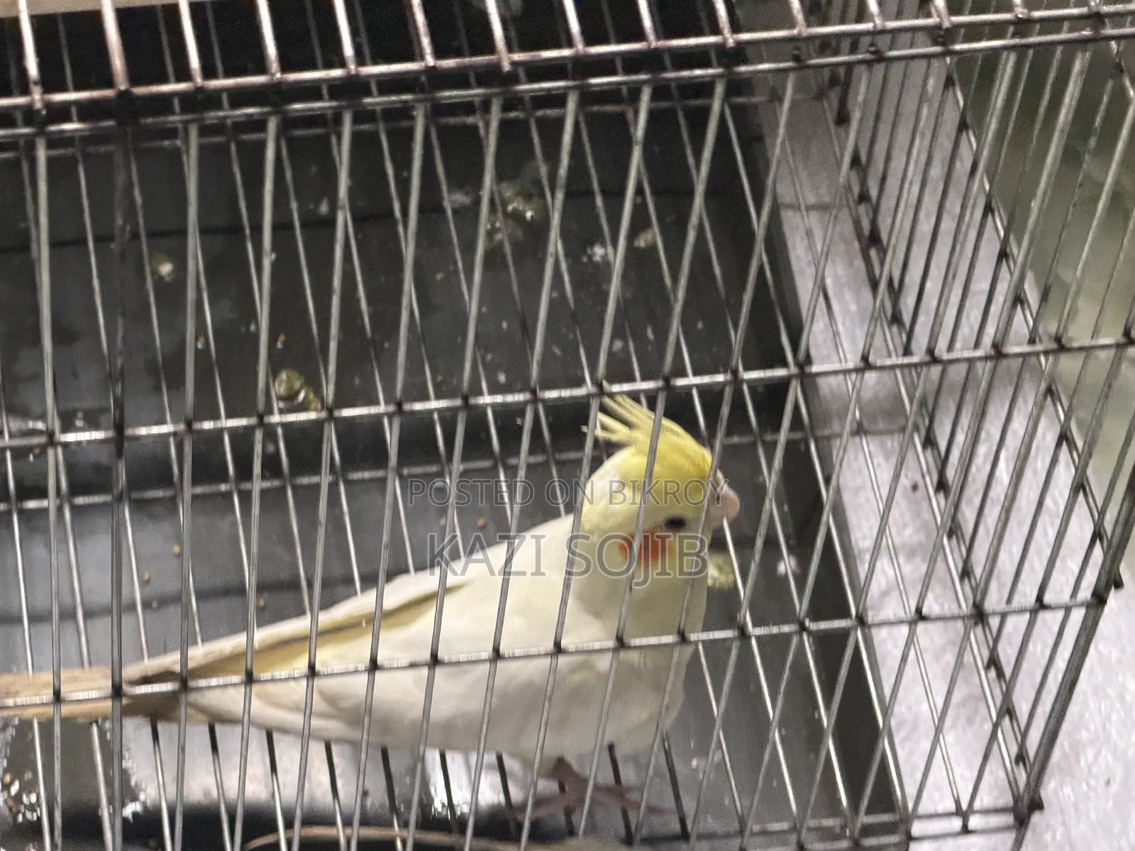 Cockatiel Bird Sale