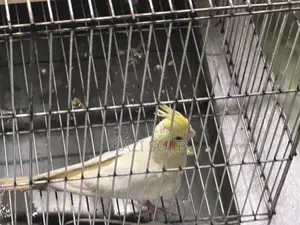 Cockatiel Bird Sale