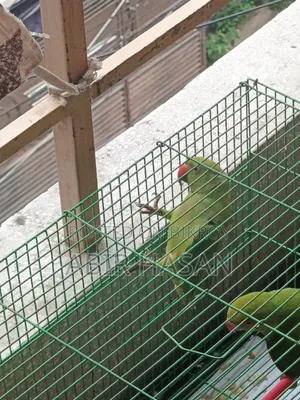 An New Ringneck Male Parrot for Sale