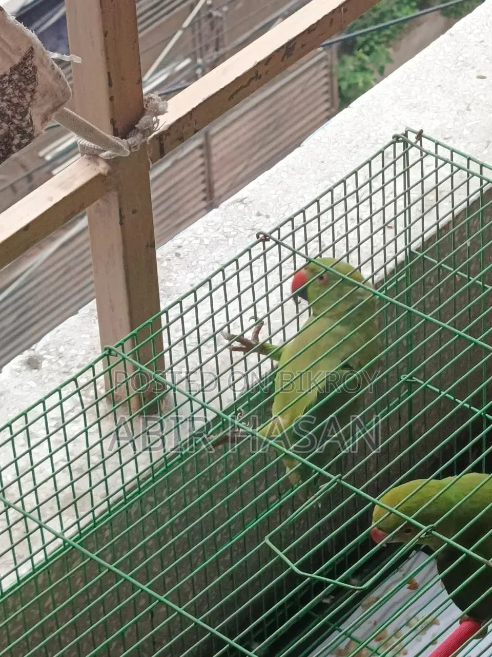 An New Ringneck Male Parrot for Sale