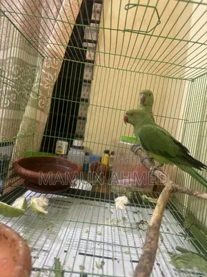 Indian Ringneck