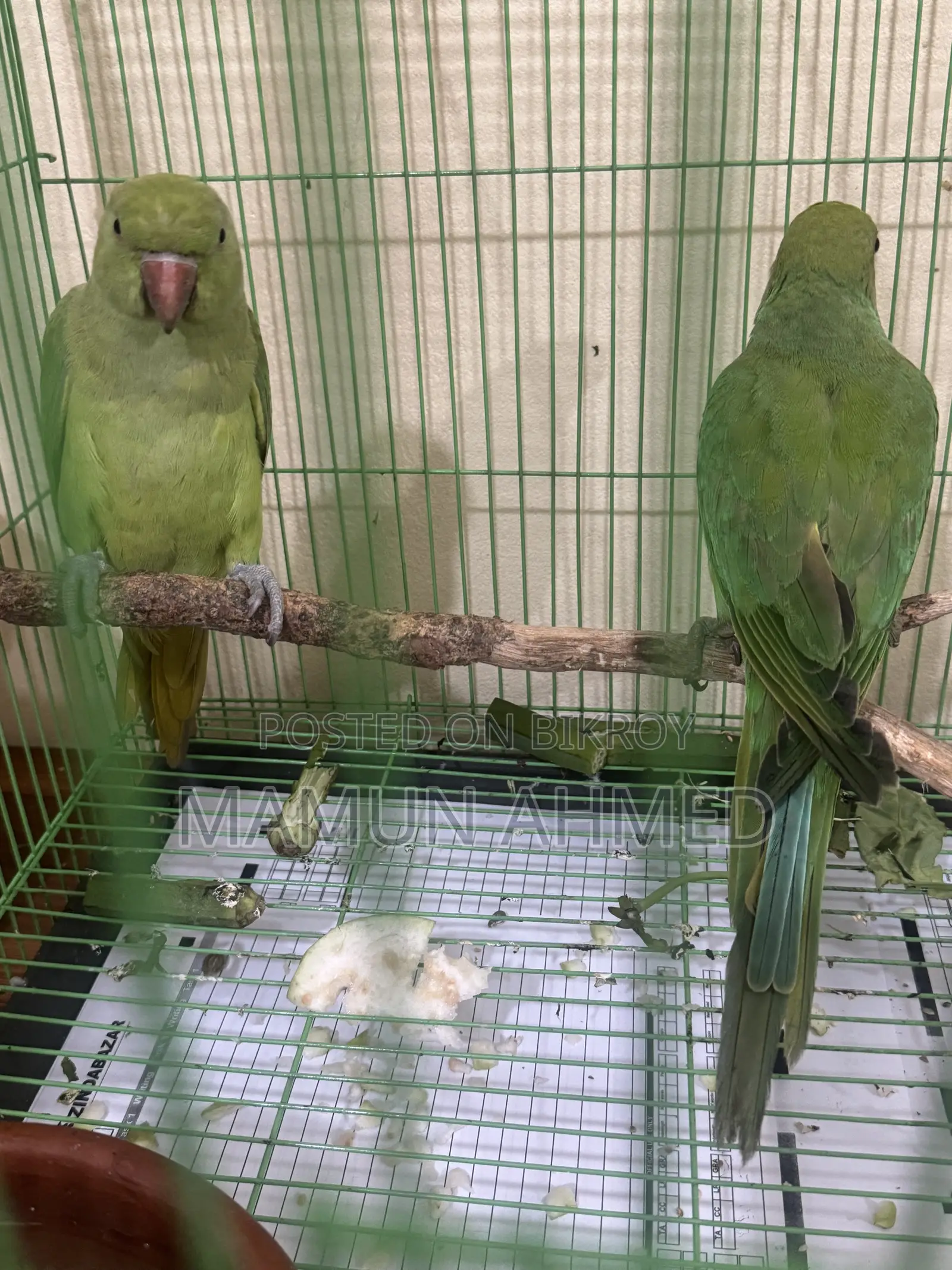 Indian Ringneck