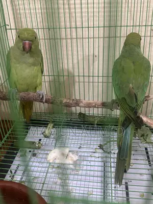 Indian Ringneck