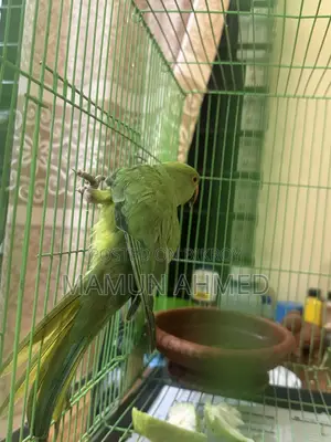 Indian Ringneck