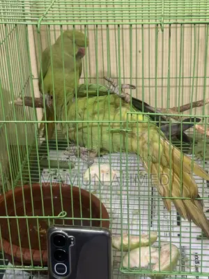 Indian Ringneck
