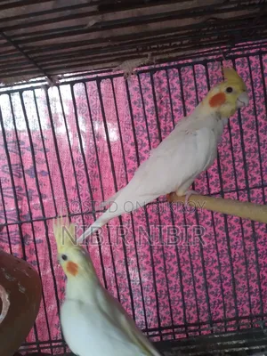 Cockatiel for Sale