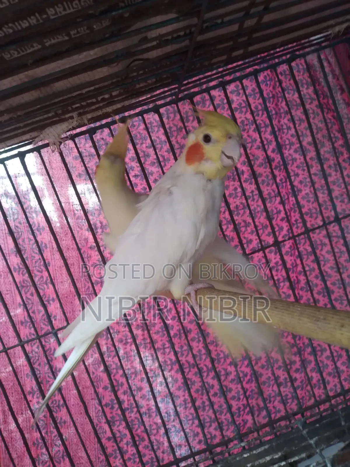 Cockatiel for Sale