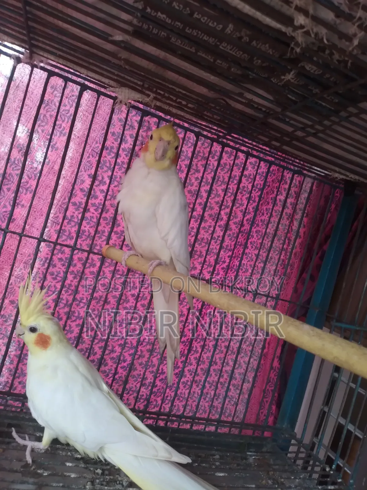 Cockatiel for Sale
