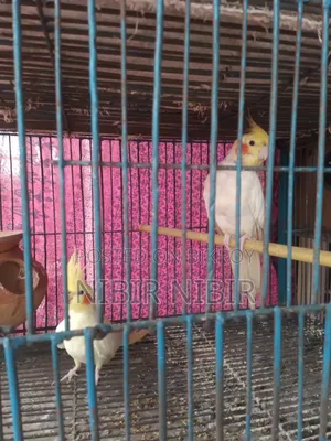 Cockatiel for Sale
