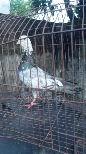নাক টানা নর
