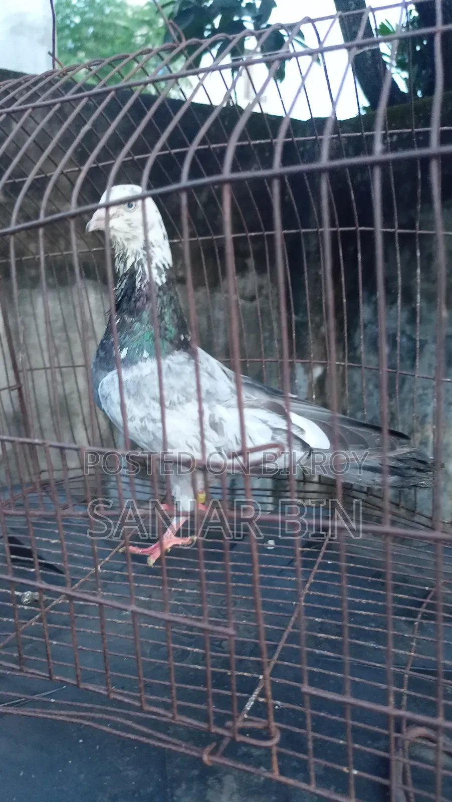 নাক টানা নর