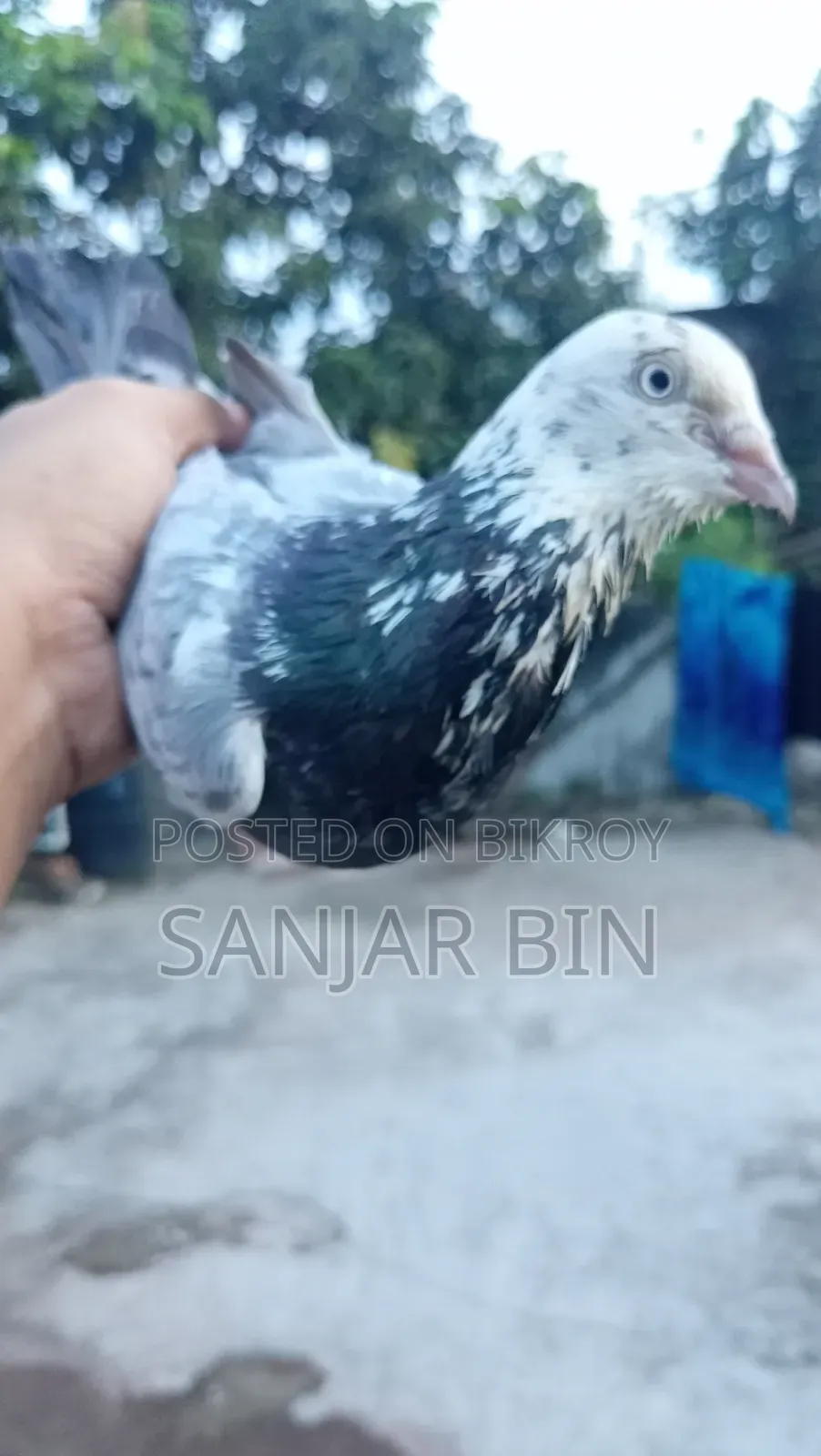 নাক টানা নর