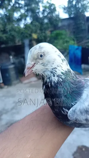 নাক টানা নর