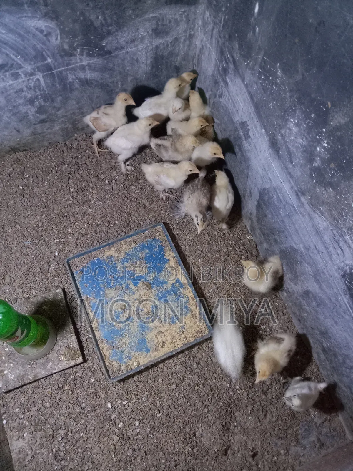 ব্রামা মুরগীর বাচ্চা