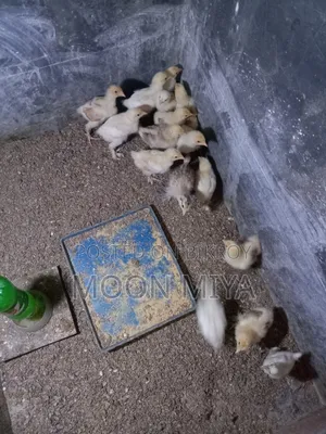 ব্রামা মুরগীর বাচ্চা