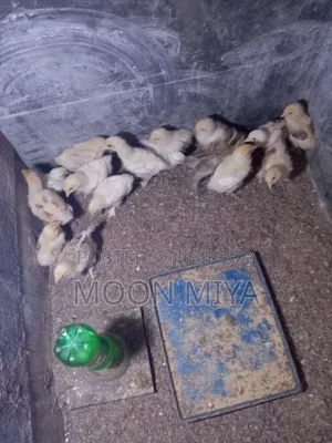 ব্রামা মুরগীর বাচ্চা