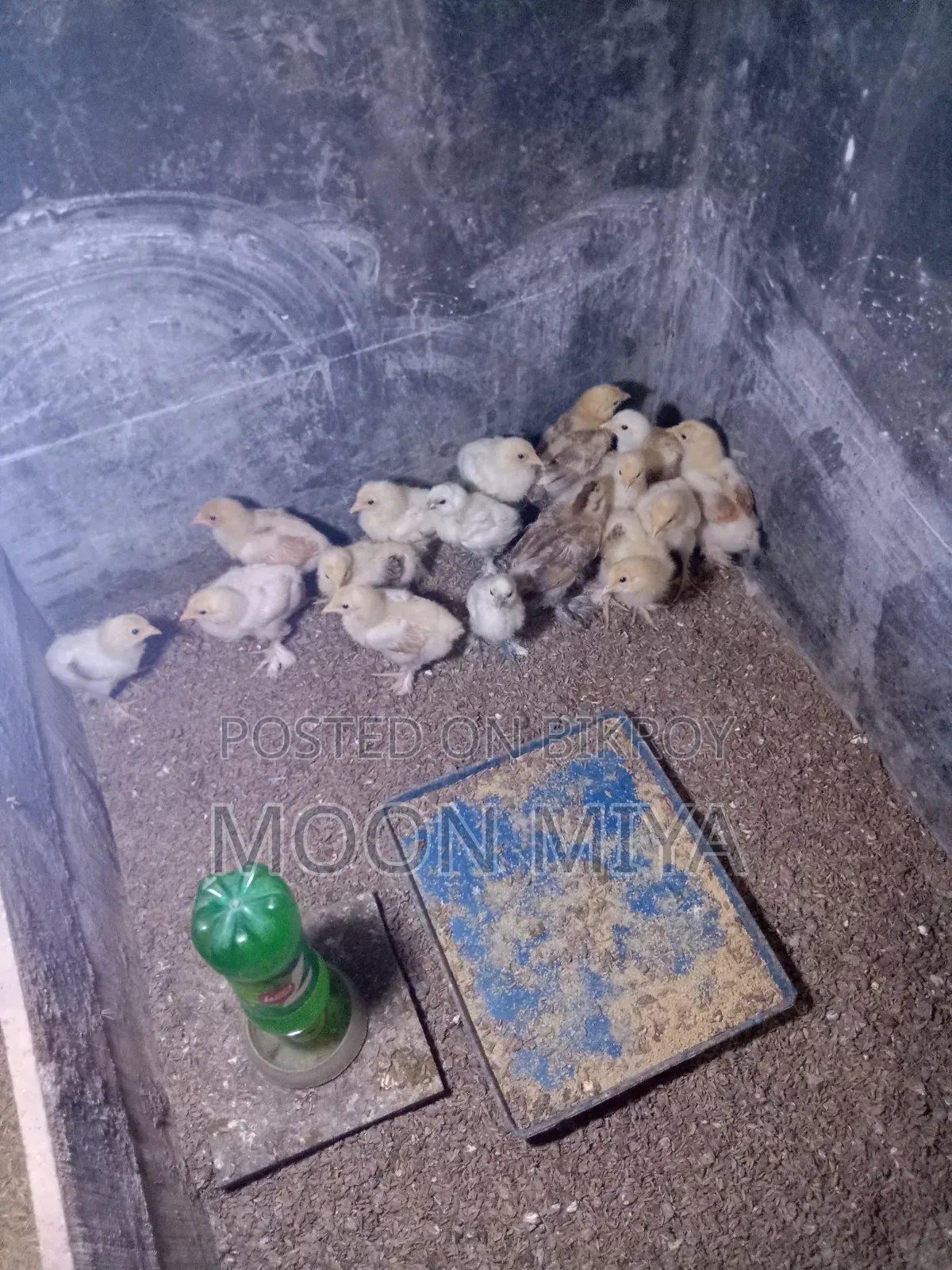ব্রামা মুরগীর বাচ্চা