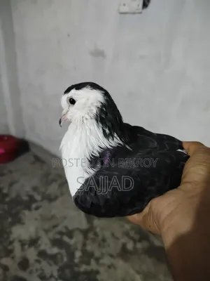Siraji Pigeon Female