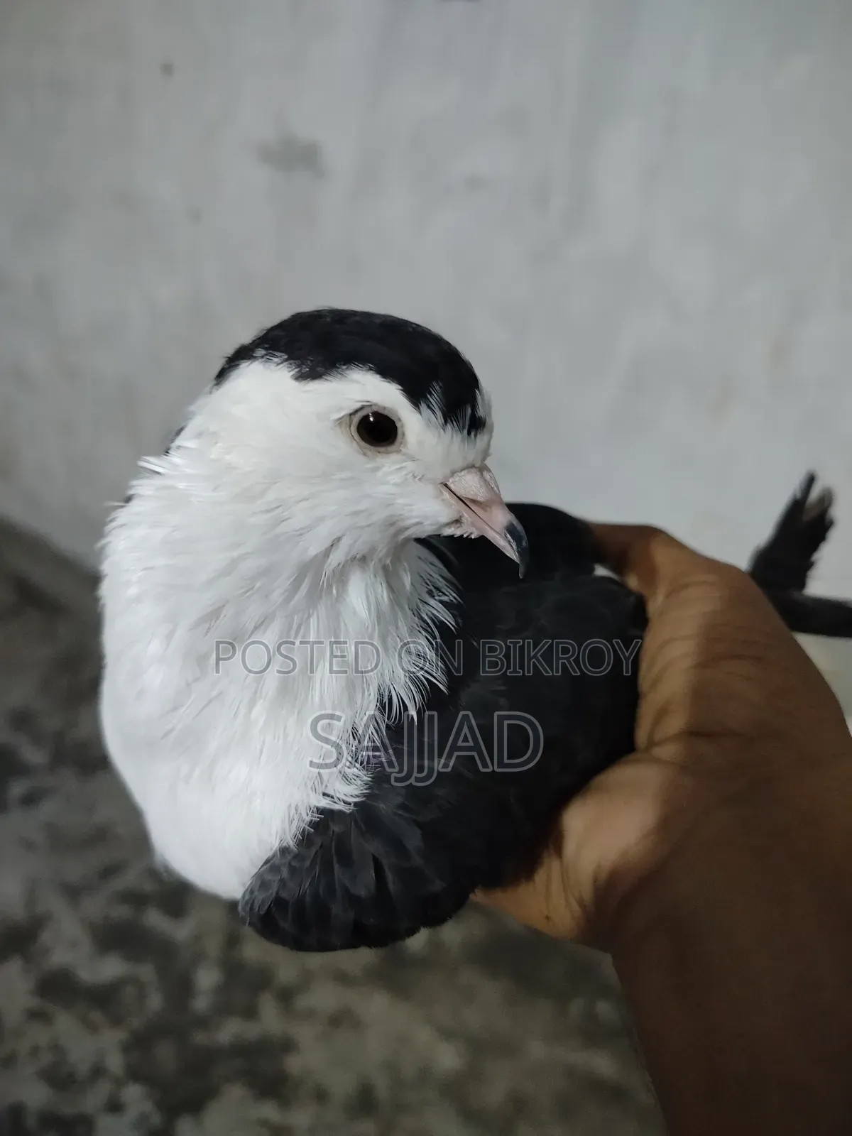 Siraji Pigeon Female