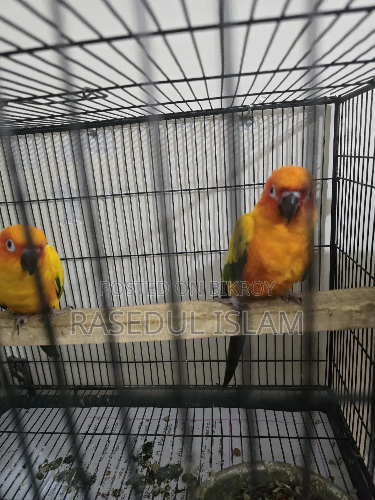 Sunconure Bird
