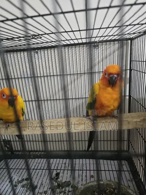 Sunconure Bird