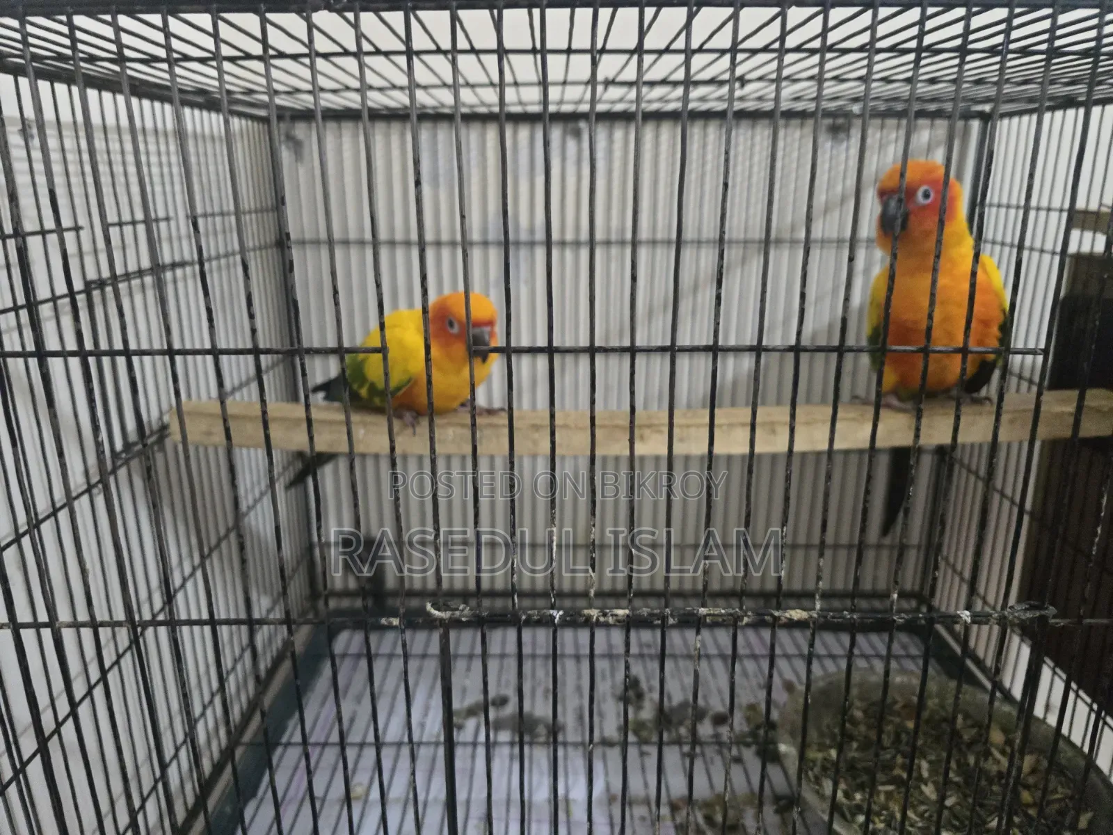 Sunconure Bird