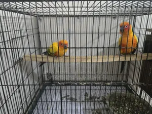 Sunconure Bird
