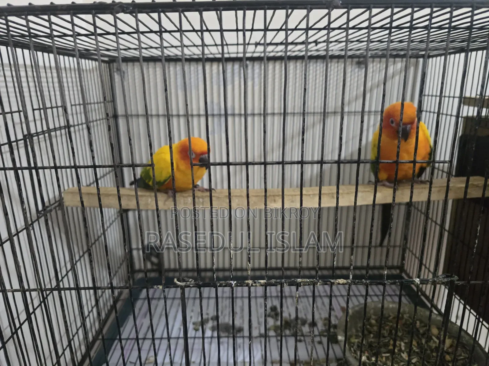 Sunconure Bird