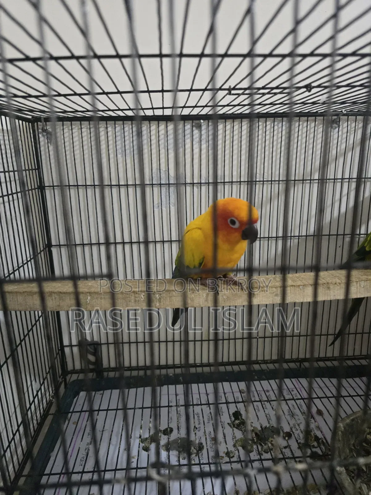 Sunconure Bird